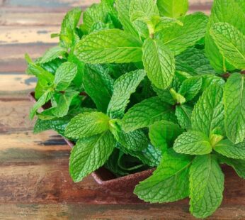 Organic Mint
