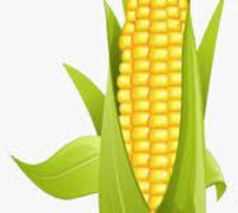Organic Sweet Corn
